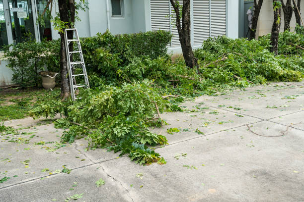 How Our Tree Care Process Works  in  Falcon Heights, MN