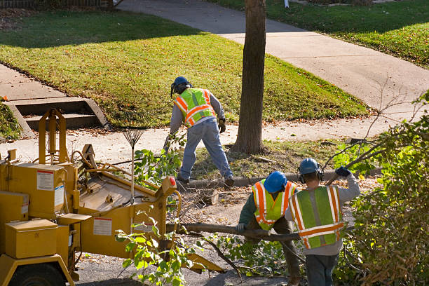 Reliable Falcon Heights, MN Tree Services Solutions